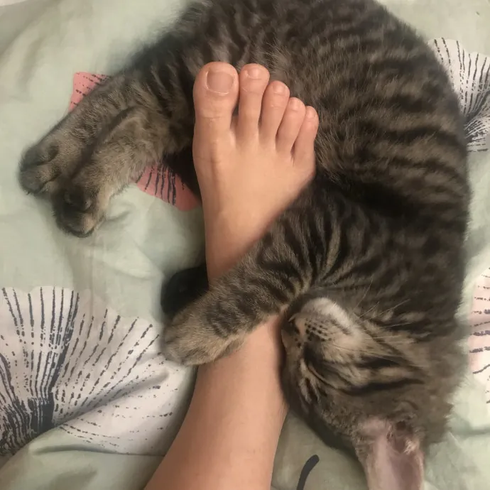 Cat Mom  Trusted Cat Sitter