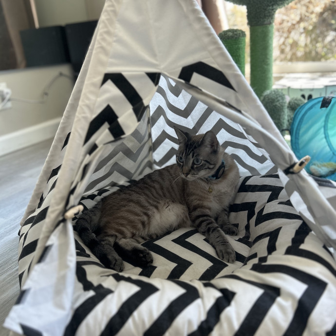 Cat Mom  Trusted Cat Sitter