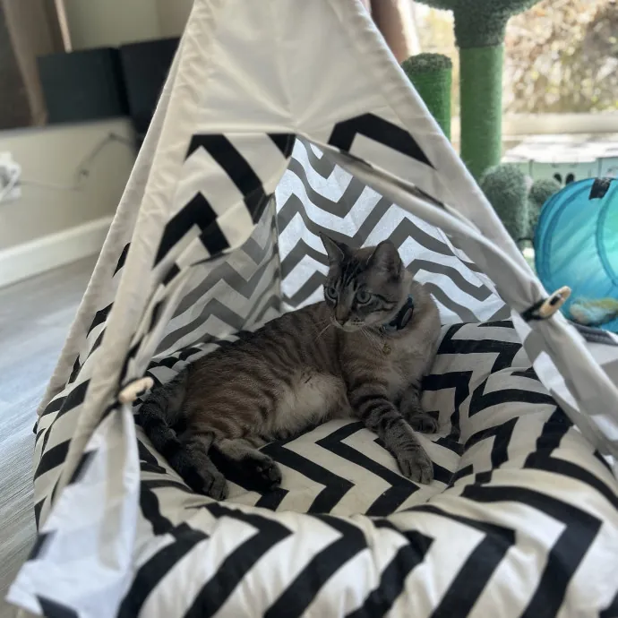 Cat Mom  Trusted Cat Sitter