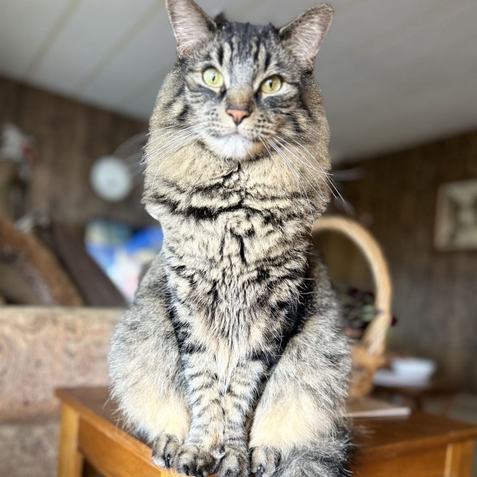 Cat Mom  Trusted Cat Sitter