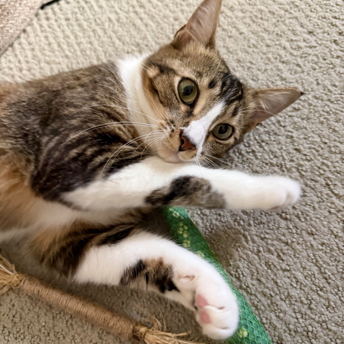 Cat Mom  Trusted Cat Sitter