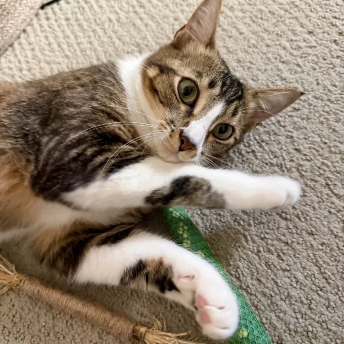 Cat Mom  Trusted Cat Sitter