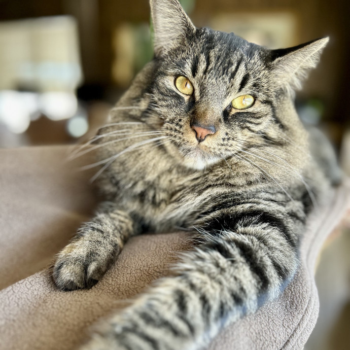 Cat Mom  Trusted Cat Sitter