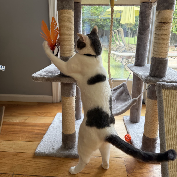 Cat Mom  Trusted Cat Sitter