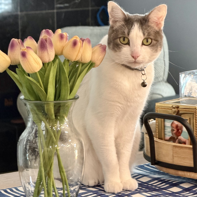 Cat Mom  Trusted Cat Sitter