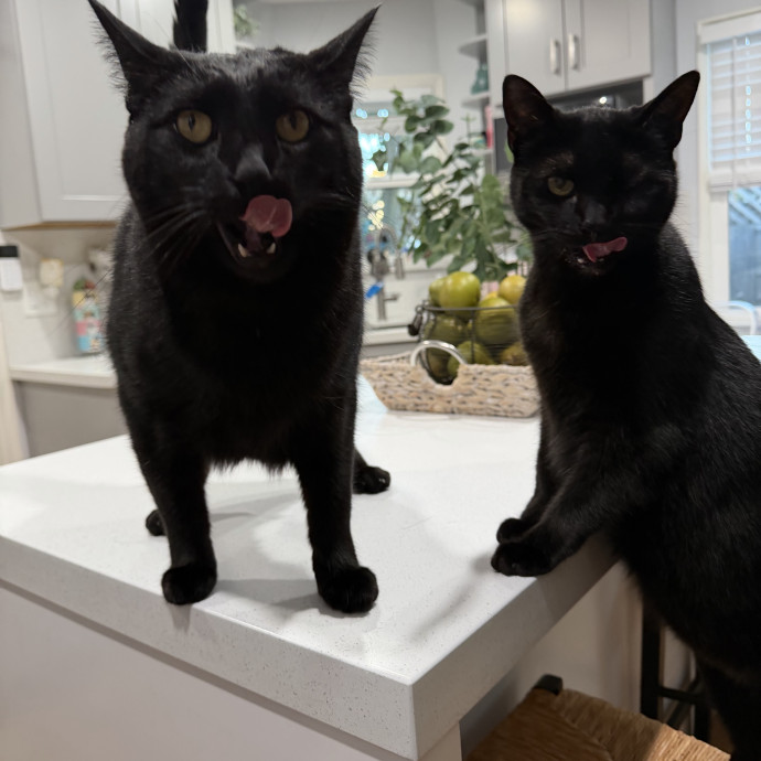 Cat Mom  Trusted Cat Sitter