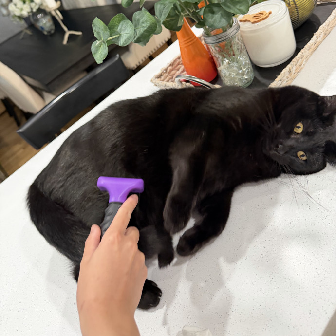 Cat Mom  Trusted Cat Sitter