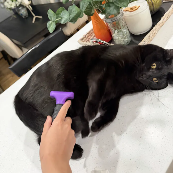 Cat Mom  Trusted Cat Sitter