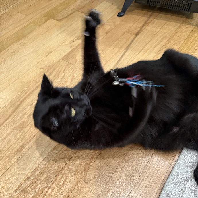 Cat Mom  Trusted Cat Sitter