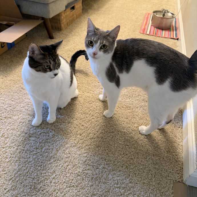 Cat Mom  Trusted Cat Sitter