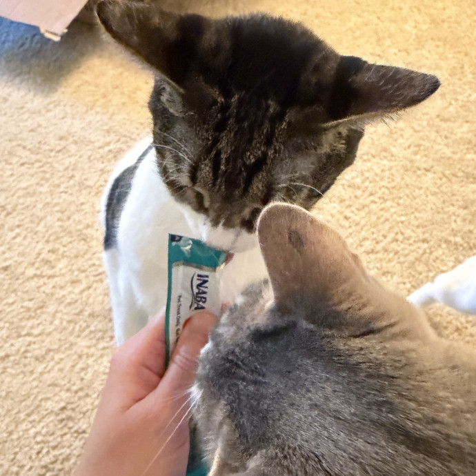 Cat Mom  Trusted Cat Sitter