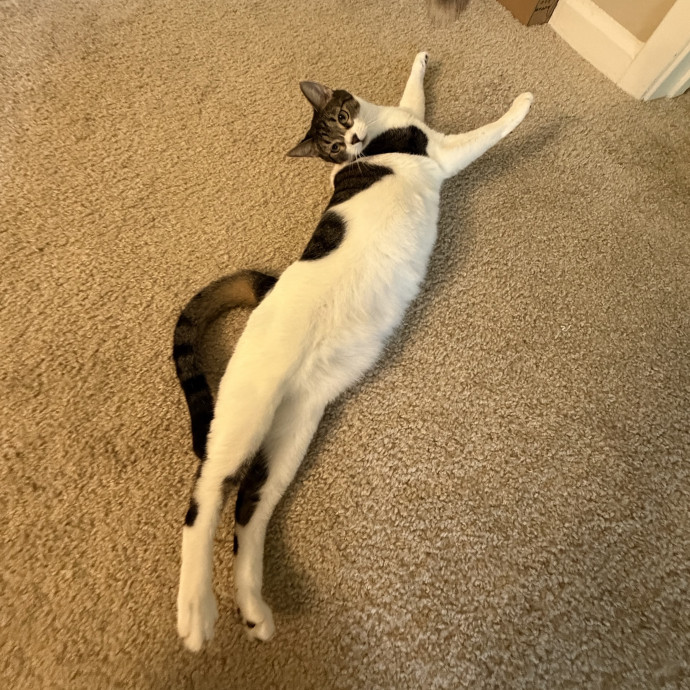 Cat Mom  Trusted Cat Sitter