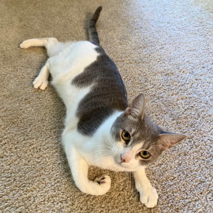 Cat Mom  Trusted Cat Sitter