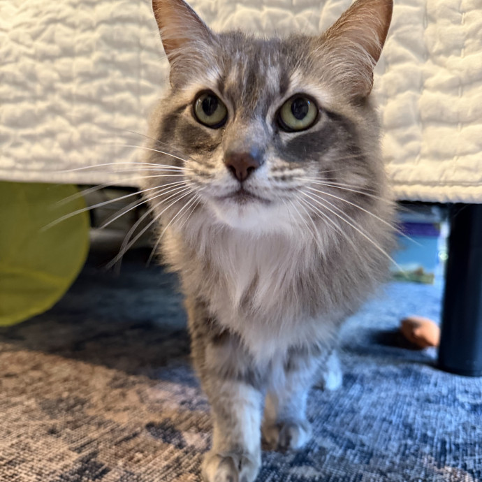 Cat Mom  Trusted Cat Sitter