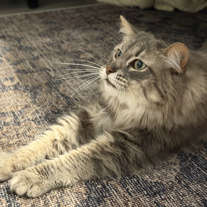Cat Mom  Trusted Cat Sitter