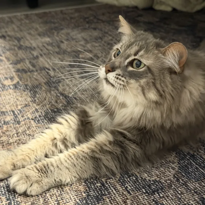 Cat Mom  Trusted Cat Sitter