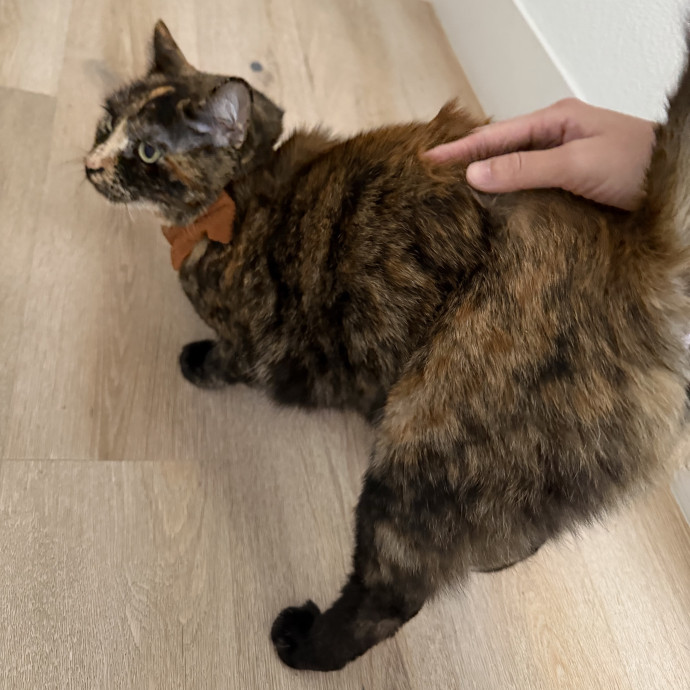 Cat Mom  Trusted Cat Sitter