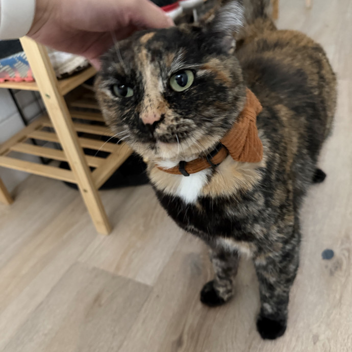 Cat Mom  Trusted Cat Sitter
