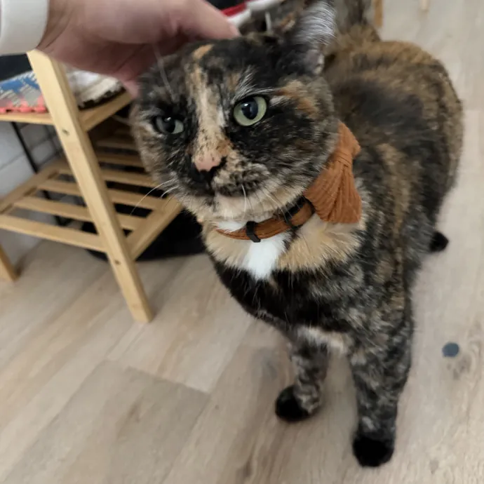 Cat Mom  Trusted Cat Sitter photo 4