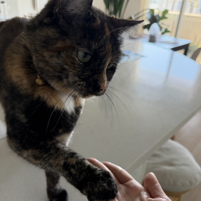Cat Mom  Trusted Cat Sitter