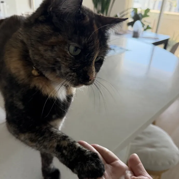 Cat Mom  Trusted Cat Sitter photo 3