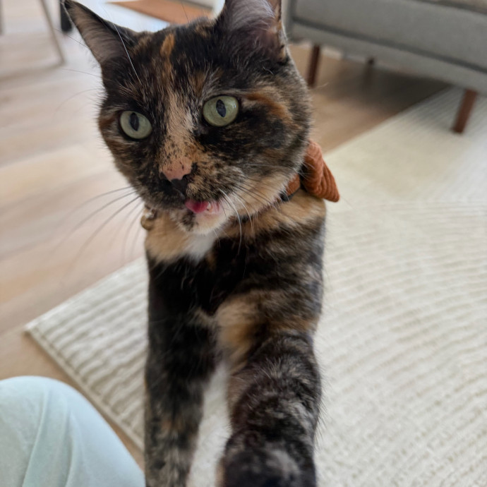 Cat Mom  Trusted Cat Sitter