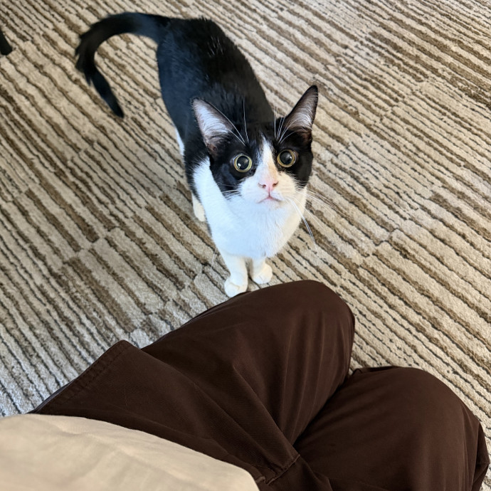 Cat Mom  Trusted Cat Sitter