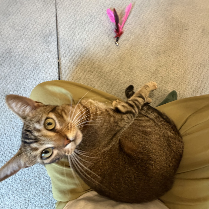 Cat Mom  Trusted Cat Sitter