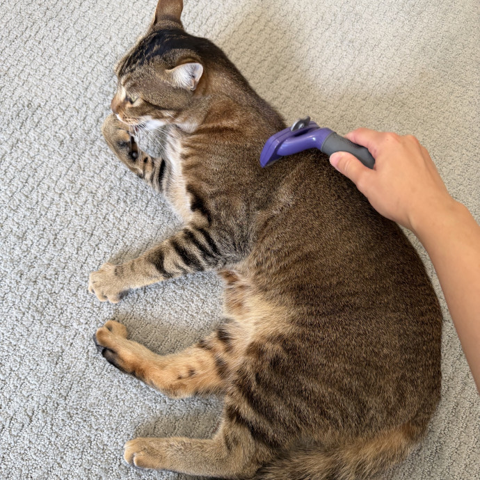 Cat Mom  Trusted Cat Sitter