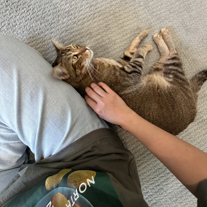 Cat Mom  Trusted Cat Sitter