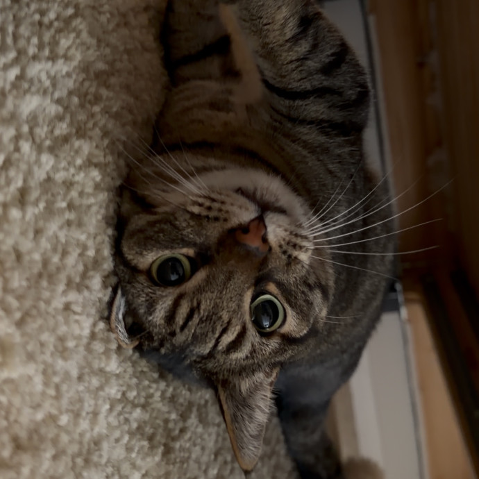 Cat Mom  Trusted Cat Sitter photo 3