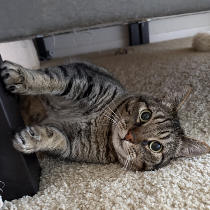 Cat Mom  Trusted Cat Sitter photo 2