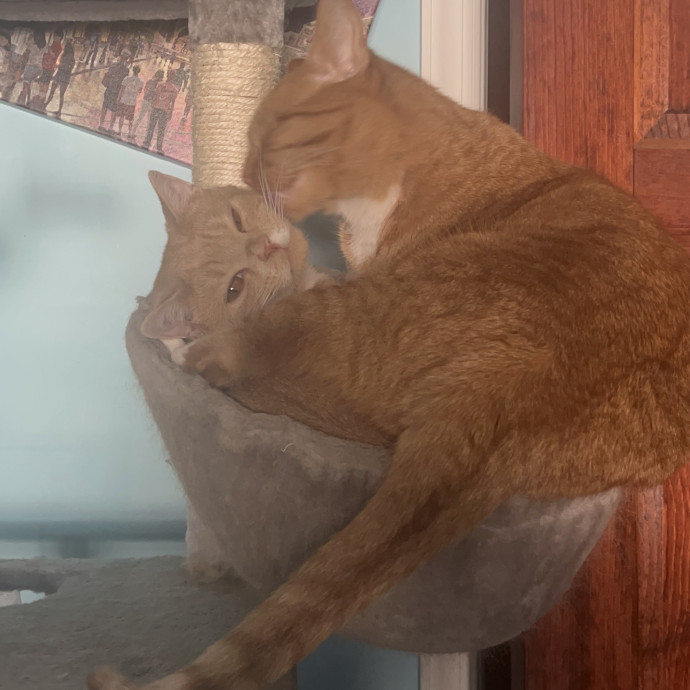 Katherine's Purrfect Cat Sitting photo 3