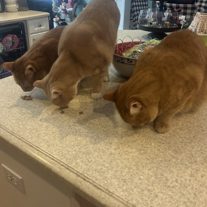Katherine's Purrfect Cat Sitting photo 2