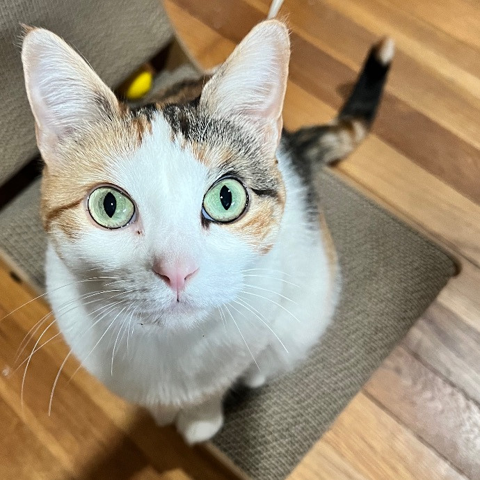 Pati's Cat Sitting