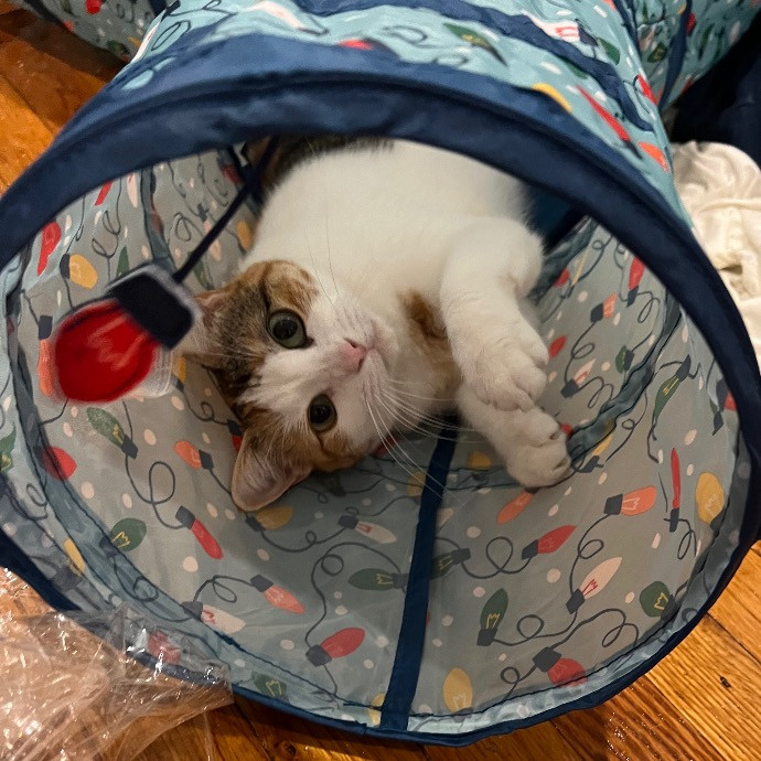 Pati's Cat Sitting