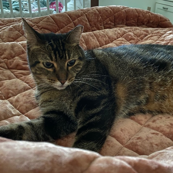 Pati's Cat Sitting
