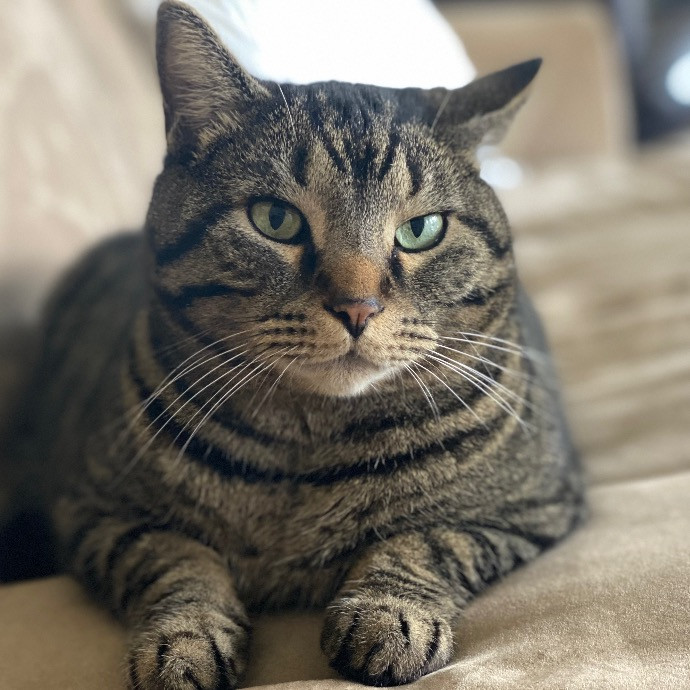 Pati's Cat Sitting