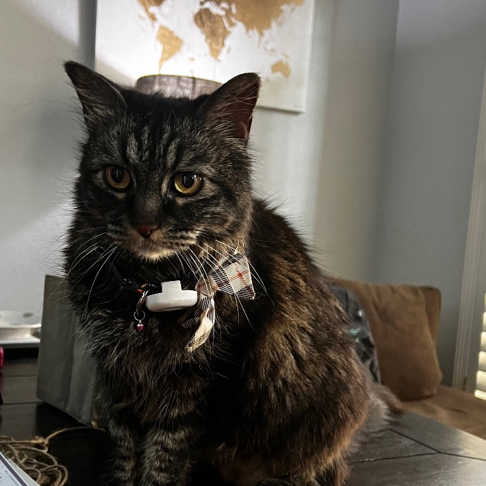 Pati's Cat Sitting