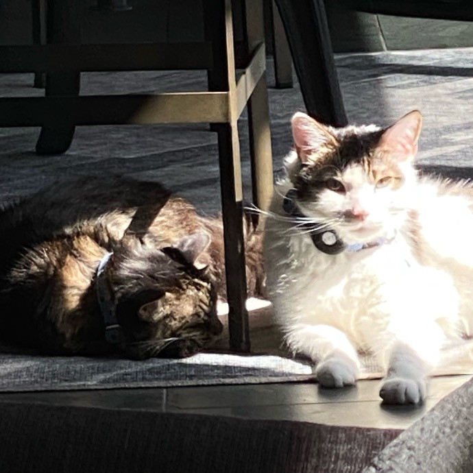 Pati's Cat Sitting