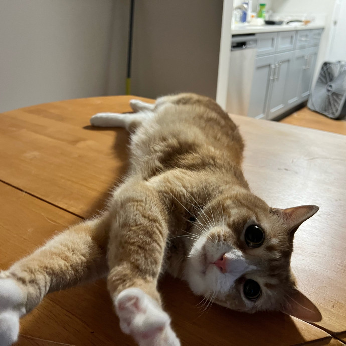 Pati's Cat Sitting