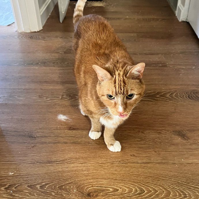 Pati's Cat Sitting