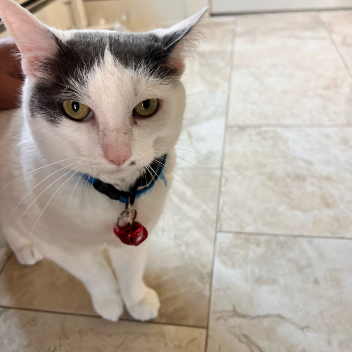 Pati's Cat Sitting