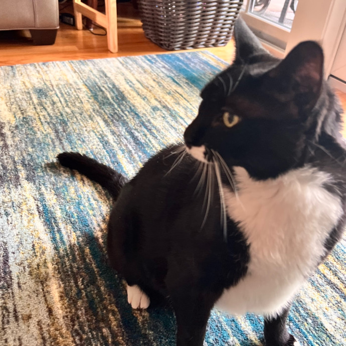 Pati's Cat Sitting