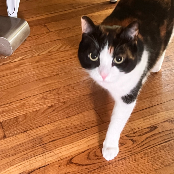 Pati's Cat Sitting photo 3