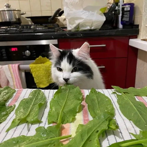 Professional Toe Bean Inspector