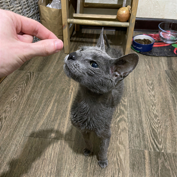 Professional Toe Bean Inspector