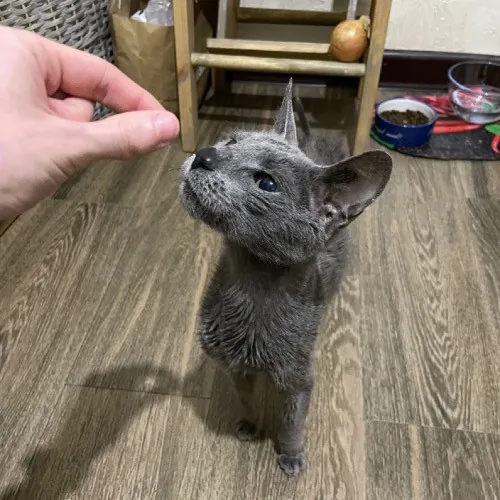 Professional Toe Bean Inspector