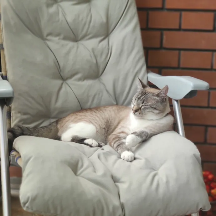 Professional Toe Bean Inspector