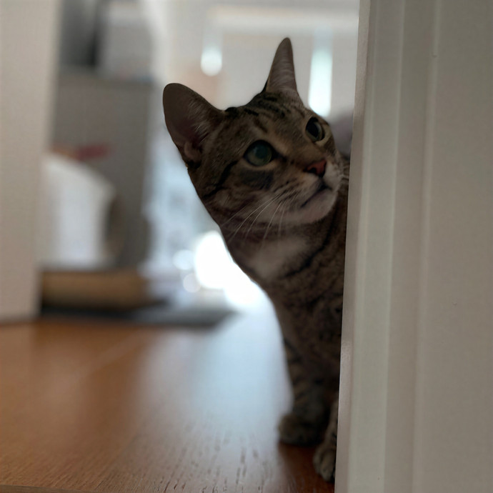 Professional Toe Bean Inspector
